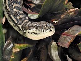 coastal carpet python wildlife
