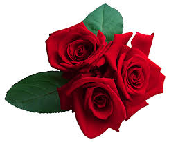 rose wallpaper red roses free