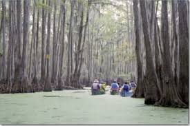 Maybe you would like to learn more about one of these? Caddo Lake In Texas Paddling Com