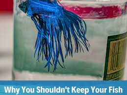 Ending today at 11:33am pdt 3h 10m. Why Glass Fish Bowls Are Bad For Your Fish Pethelpful