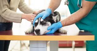 Bone marrow (known as plasmacytosis); Leukemia In Dogs Symptoms And Treatment