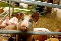 Pig Fattening Feed, Methods, Techniques | Agri Farming