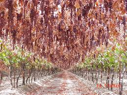 dry on vine raisin g canopy