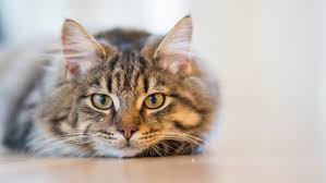 Click here to view cats in wisconsin for adoption. Adopting A Shelter Cat What You Need To Know Ontario Spca And Humane Society