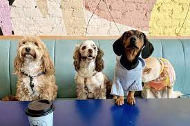 dog friendly spots in nyc to hang with