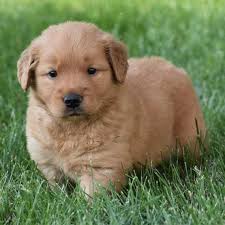 We did not find results for: Red Golden Retriever Puppies For Sale Usa Canada Australia Uk