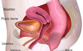 what are pelvic floor muscles and why