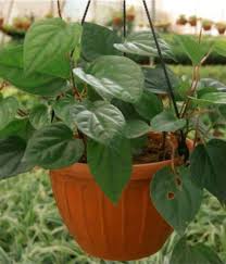 how to grow paan plant at home in india