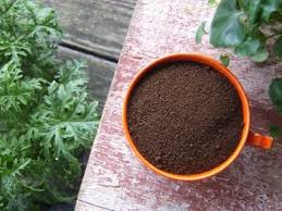 using coffee grounds for plants in the