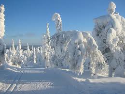 El bosque helado de Finlandia | Destino Infinito