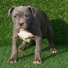 american pitbull terrier puppies for