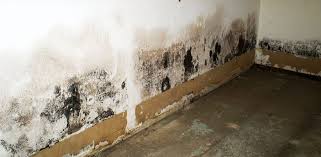 Water And Mold In Your Basement The