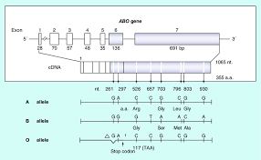 Structure Of The Abo Gene Locus And Nucleotide Sequences Of