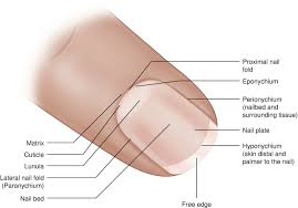 nail bed laceration repair