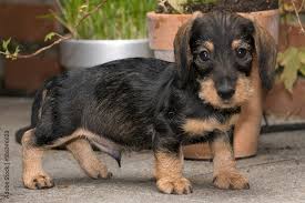 wire haired miniature dachshund puppy