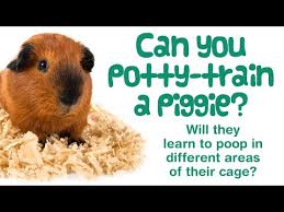 How To Potty Train A Guinea Pig Tips