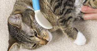 Learn more about why your cat might be pulling out its own hair and what you can do to treat the problem. Cat Losing Hair How Much Shedding Is Normal Care Com