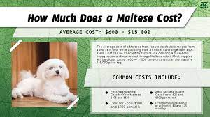 maltese costs 2023 purchase cost vet