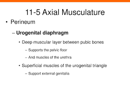 ppt 11 5 axial musculature powerpoint