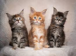 maine kittens in usa