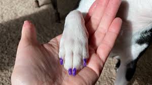 dog nail polish our 5 favorite dog