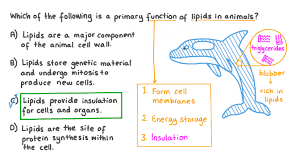 of lipids in cells