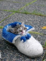 Image result for cute kittens