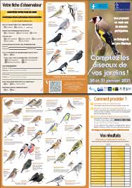 Site de l'observatoire participatif oiseaux des jardins. Bientot Le Comptage Des Oiseaux De Jardin We 30 Et 31 Janvier