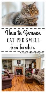 cat urine smell in furniture