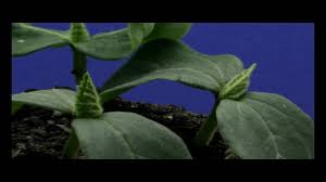 Cucumber Plant Time Lapse Hd