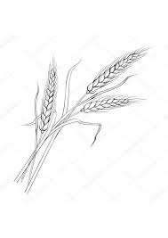 Рисунок пшеница