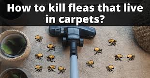 kill fleas in carpets