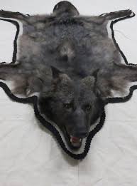 black wolf taxidermy rug bw 109