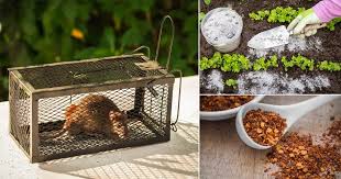 get rid of rats in home and garden fast