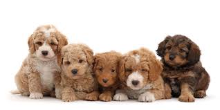 They are a cross between a golden retriever & a poodle. 1 Goldendoodle Puppies For Sale By Uptown Puppies