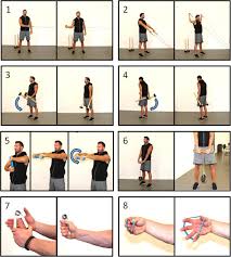 exercises used in the strength training
