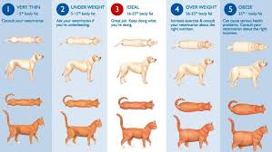 Cat Breed Chart Obesity Can Be Caused By Many Things Lets