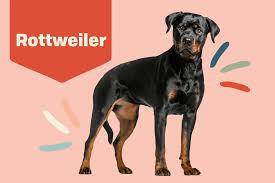 rottweiler breed information