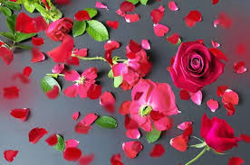 rose petals falling images