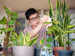 7 Science Backed Benefits Of Indoor Plants