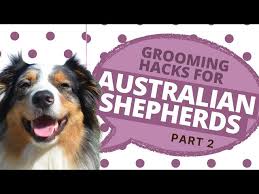 how to groom an australian shepherd