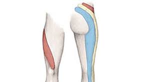 posterior thigh pain injuries causing