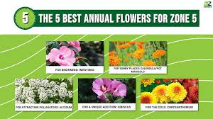 The 5 Best Annual Flowers For Zone 5