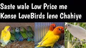 low high mutation lovebirds for