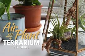 How To Make An Air Plant Terrarium The