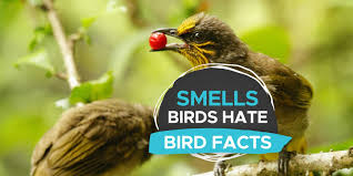 birds 9 key bird repellents