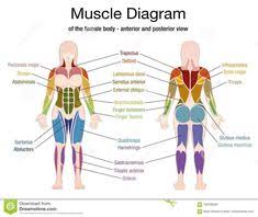 These kind of challenges also help people stay fit, and healthy. 14 Women Body Ideas Human Body Anatomy Body Body Anatomy