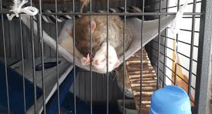 diy rat toys cage decor loepsie