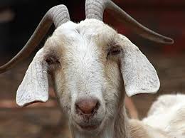 <b>Fortune Moyo</b>, a 23-year-old herdman at Wichlia Farm in Kwekwe, <b>...</b> - goat_
