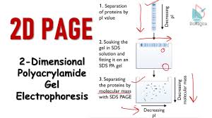 2d polyacrylamide gel electropsis